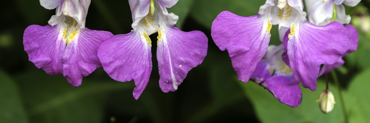 Impatiens balfourii - Balsamina minore
