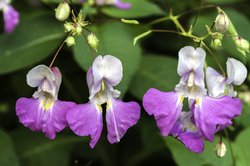 Impatiens balfourii - Balsamina minore