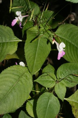Impatiens balfourii - Filippo Prosser