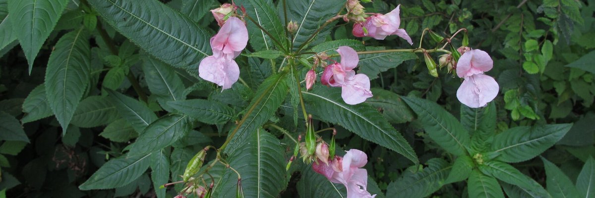 Impatiens glandulifera - Giorgio Perazza