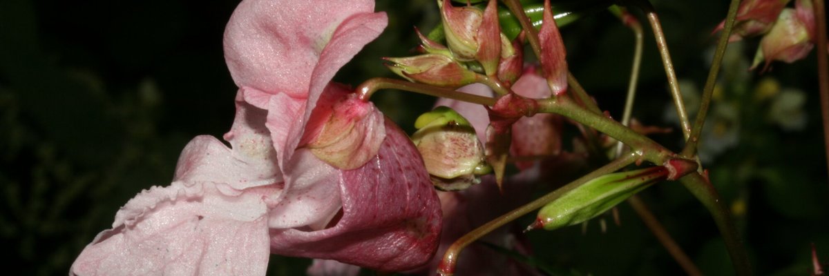 Impatiens glandulifera - Filippo Prosser - Fiore