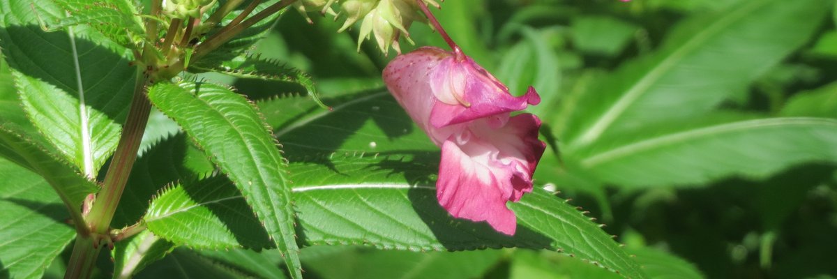 Impatiens glandulifera - Balsamina ghiandolosa