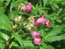 Impatiens glandulifera - Balsamina ghiandolosa