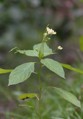 Impatiens parviflora_Ph. Jörg Hempel