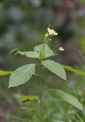 Impatiens parviflora_Ph. Jörg Hempel
