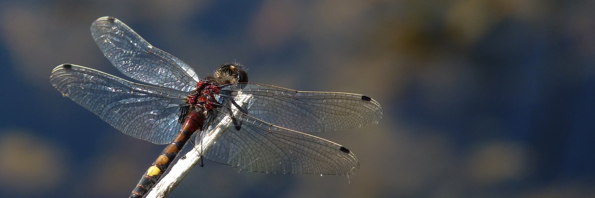 Leucorrhinia pectoralis
