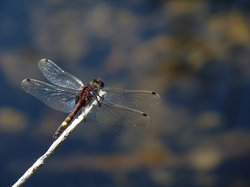Leucorrhinia pectoralis