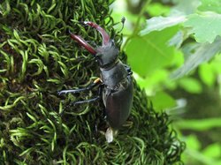 Lucanus cervus maschio - Cervo volante - Ph. Silvia Stefanelli