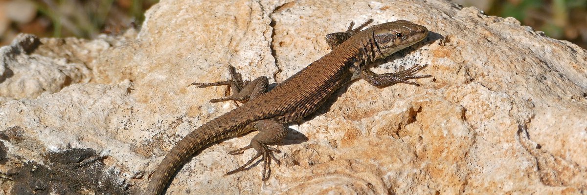 Podarcis muralis
