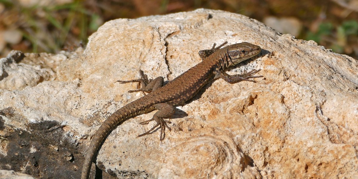 Podarcis muralis