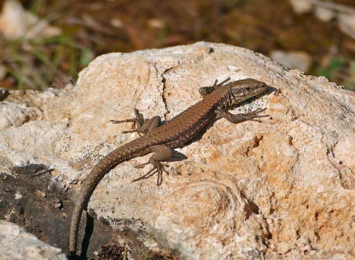 Podarcis muralis