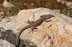 Podarcis muralis