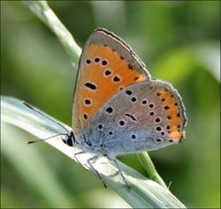 Lycaena dispar - Licena delle paludi