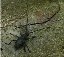 Morimus asper funereus