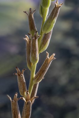 Oenothera biennis - Luciano Costantini - Frutti