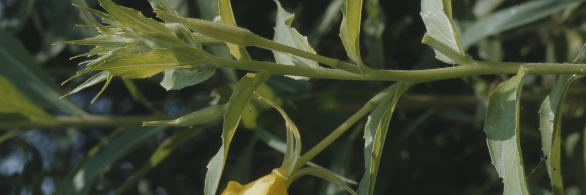 Oenothera biennis - Filippo Prosser