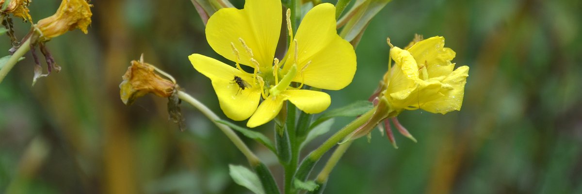 Oenothera biennis - Enagra comune