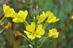 Oenothera biennis - Enagra comune