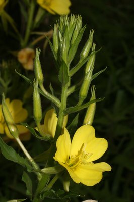 Oenothera biennis - Filippo Prosser - Fiori