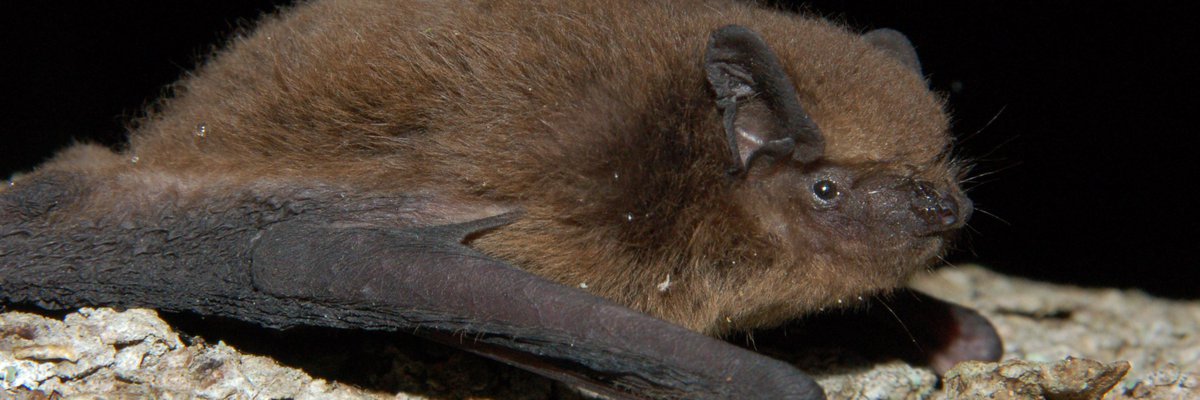 Pipistrellus nathusii