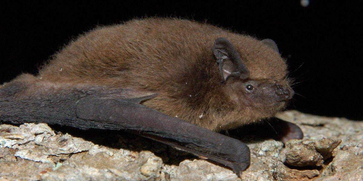 Pipistrellus nathusii