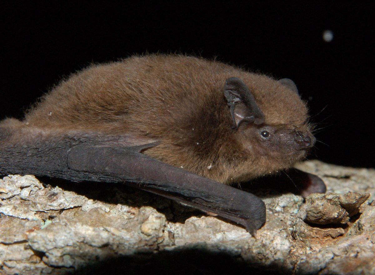 Pipistrellus nathusii