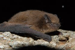 Pipistrellus nathusii
