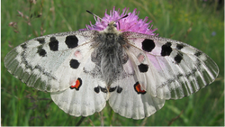 Parnassius apollo