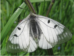 Parnassius mnemosyne