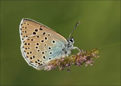 Phengaris arion - Licena azzurra del timo