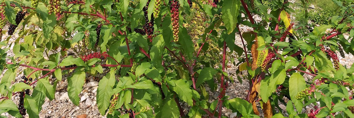 Phytolacca americana - Uva turca