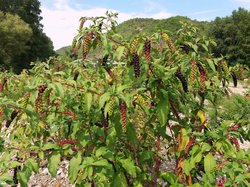 Phytolacca americana - Uva turca