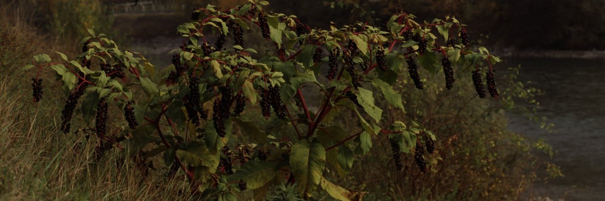 Phytolacca americana - Giorgio Perazza