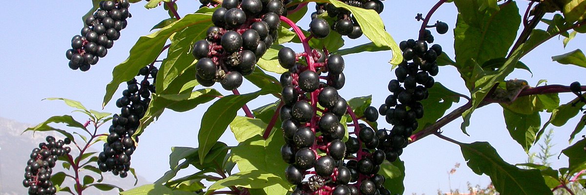 Phytolacca americana - Giorgio Perazza - Frutti