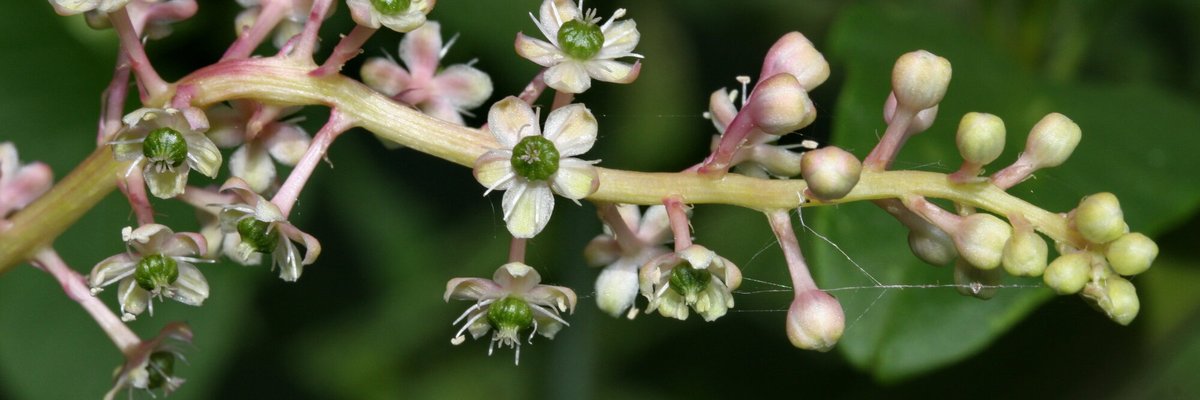 Phytolacca americana - Giorgio Perazza - Infiorescenza
