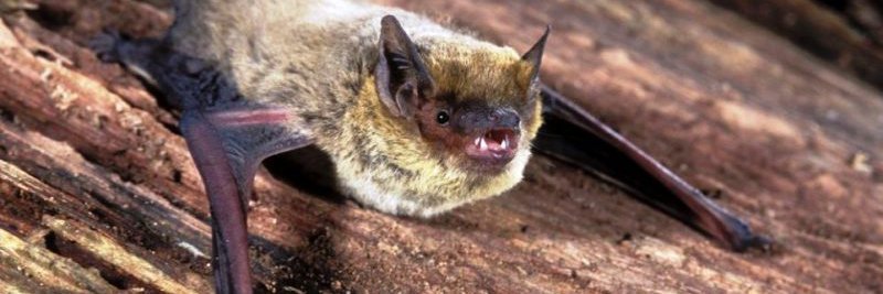 Pipistrellus kuhlii