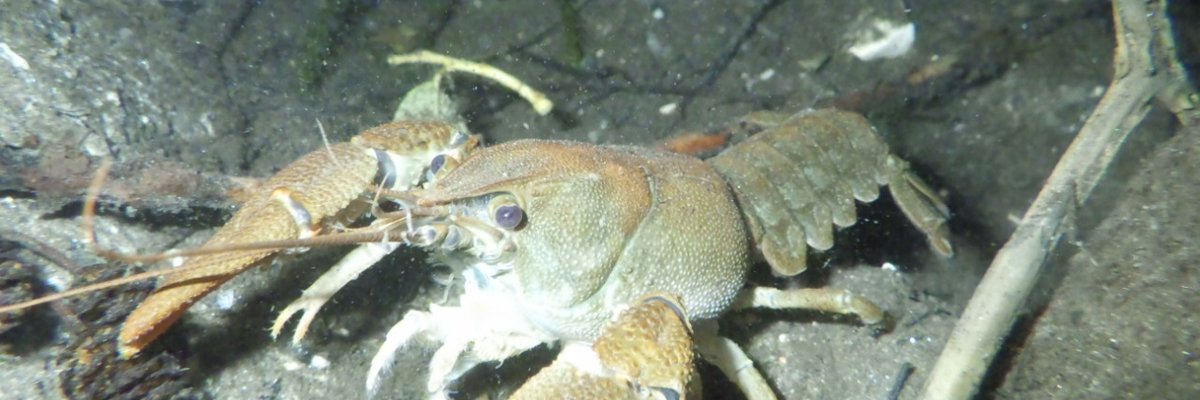 Austropotamobius pallipes