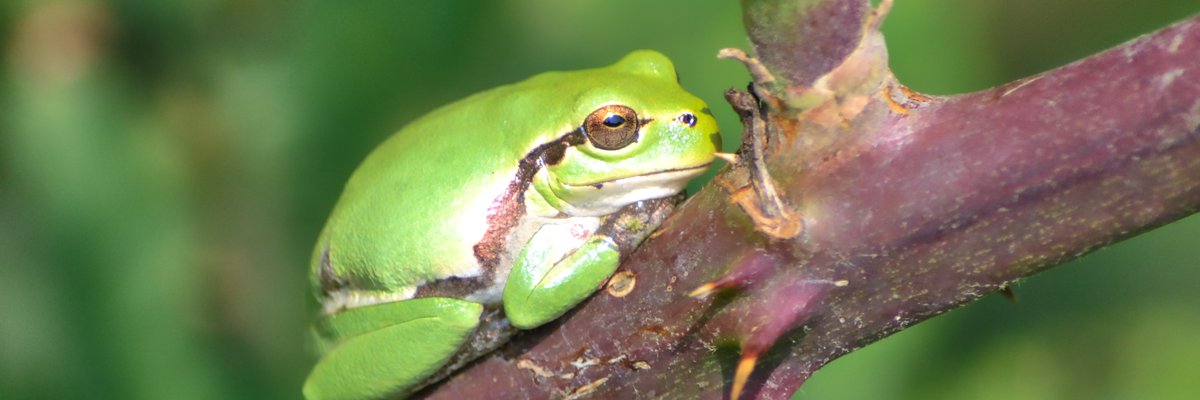 Raganella italica