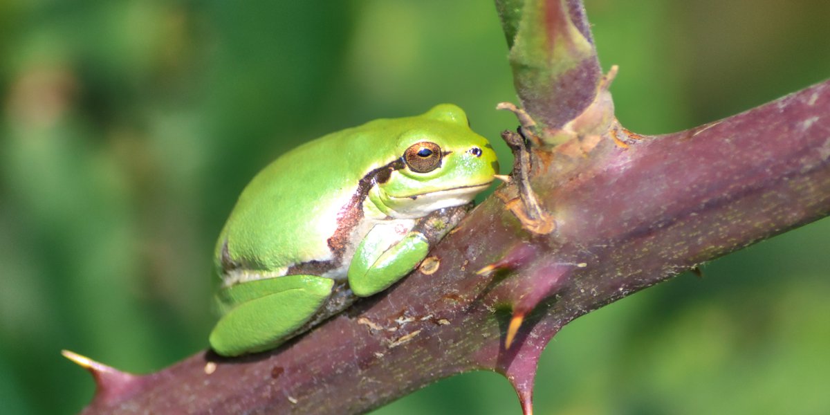 Raganella italica