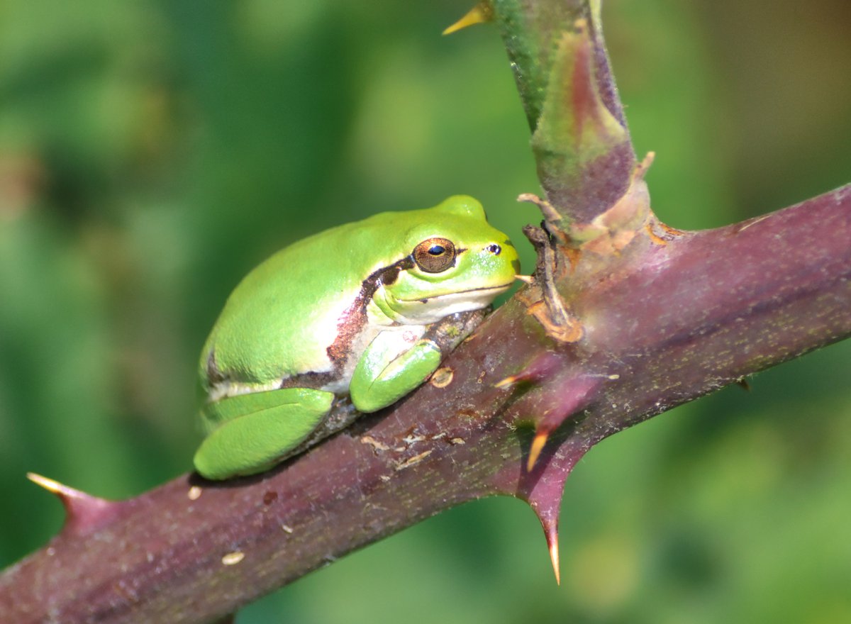 Raganella italica