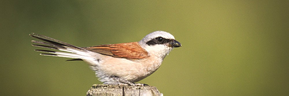 Lanius collurio