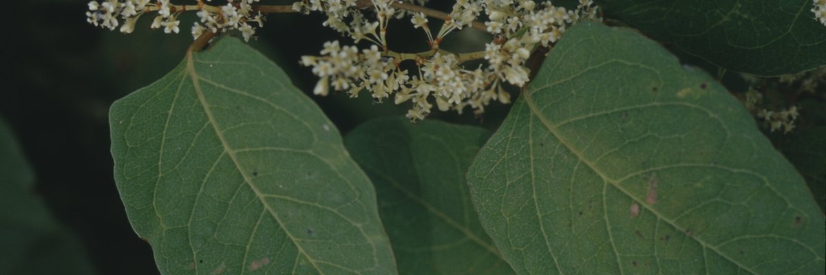 Reynoutria japonica - Filippo Prosser