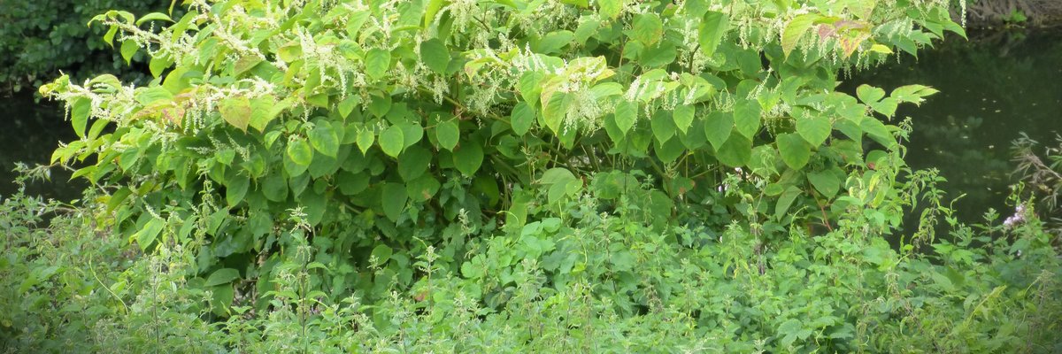 Poligono del Giappone - Ph. Gail Hampshire