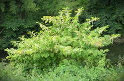 Poligono del Giappone - Ph. Gail Hampshire