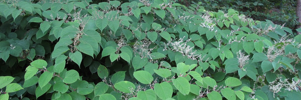 Reynoutria japonica - Giorgio Perazza