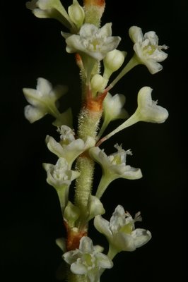 Reynoutria japonica - Filippo Prosser - Dettaglio fiori