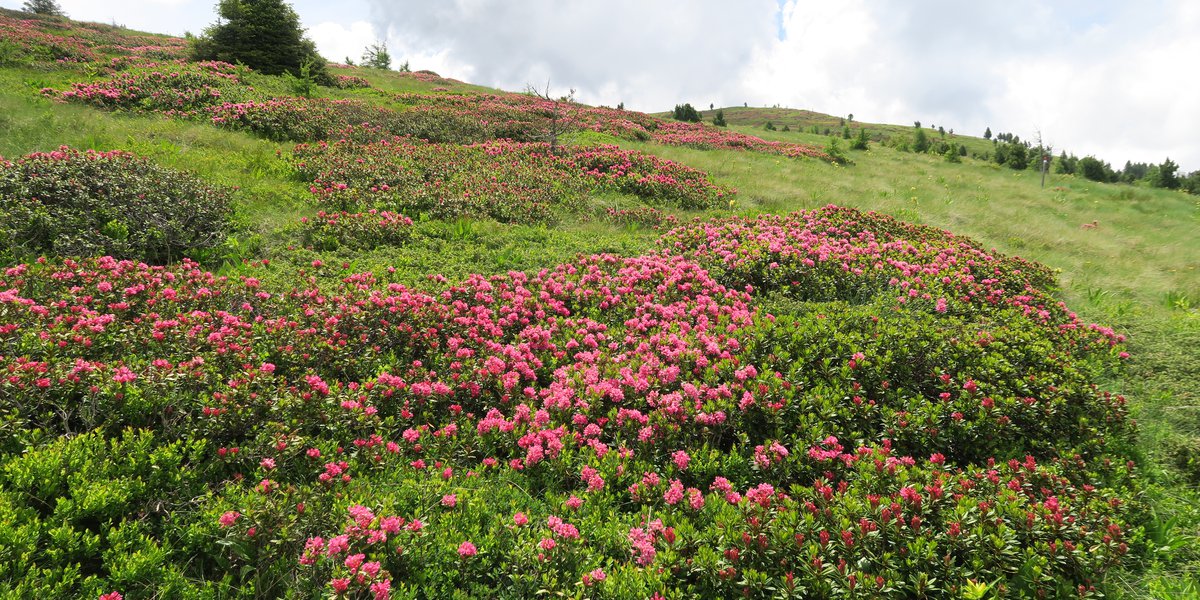 Rodoreti - Monte Cogne