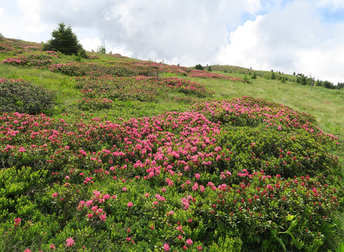 Rodoreti - Monte Cogne