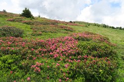 Rodoreti - Monte Cogne