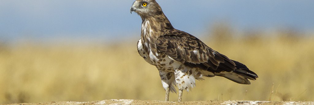 Circaetus gallicus